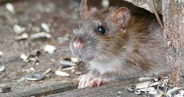 Hantavirus: Gejala, Penyebab, Penularan, dan Cara Mencegahnya